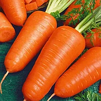 Морковь Шантанэ сибирская