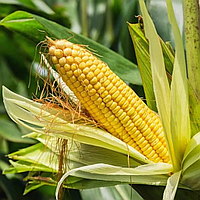 Кукуруза сахарная Золотой Бантам РС1
