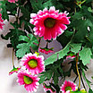 Хризантема ампельная 88 см, розовый, фото 4