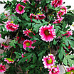 Хризантема ампельная 88 см, розовый, фото 3