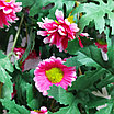 Хризантема ампельная 88 см, розовый, фото 5