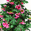 Хризантема ампельная 88 см, розовый, фото 6