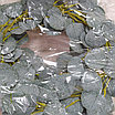 Лиана Эвкалипт 1.9 м, фото 7