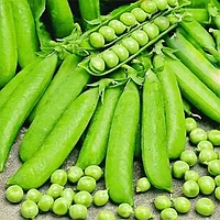Горох овощной Сахарый РС1 ( Амброзия)