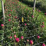 Шпалерная (садовая) сетка для цветов ячейка 130х150мм рулон 1,7х500м, светло зеленая, фото 9