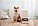 Кормушка автоматическая для животных Xiaomi Smart Pet Food Feeder BHR6143EU / XWPF01MG-EU, фото 9