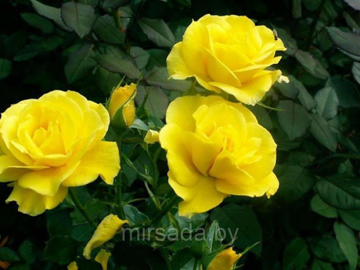Роза (флорибунда) Фрезия (Fresia) - фото 1 - id-p224437675