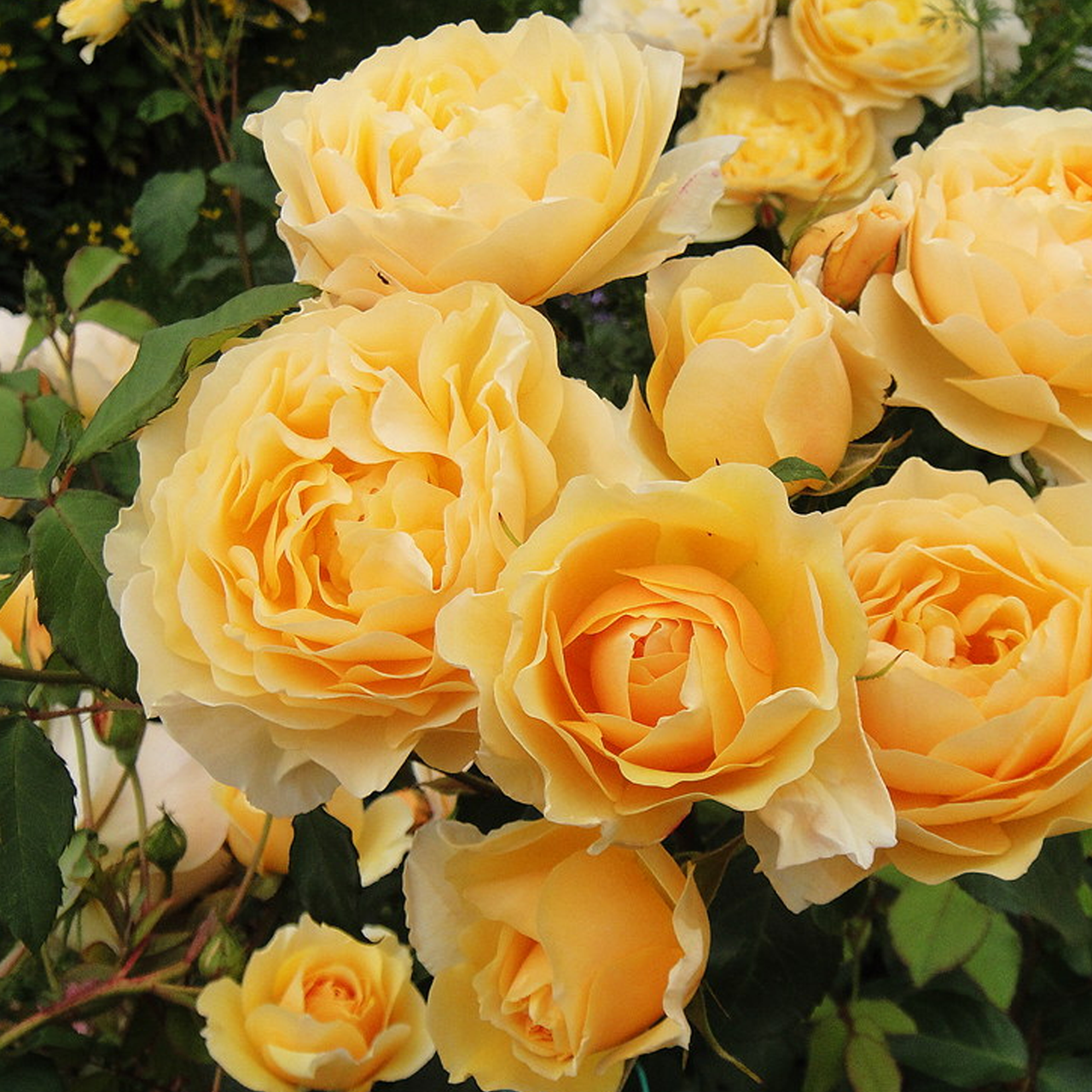 Розы саженцы Английская Graham Thomas - фото 1 - id-p224438083