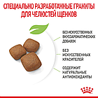 Сухой корм Royal Canin Giant Junior для щенков крупных пород собак от 8 месяцев 3,5кг., фото 2