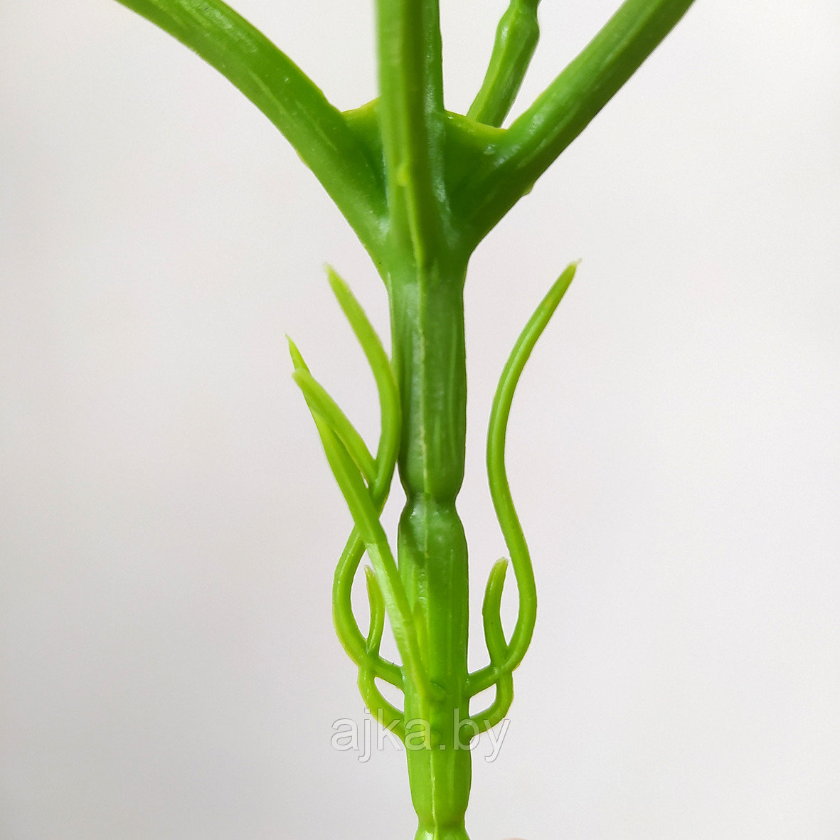 Куст Плющ горшочный 30 см, зеленый с белым краем - фото 5 - id-p224441177