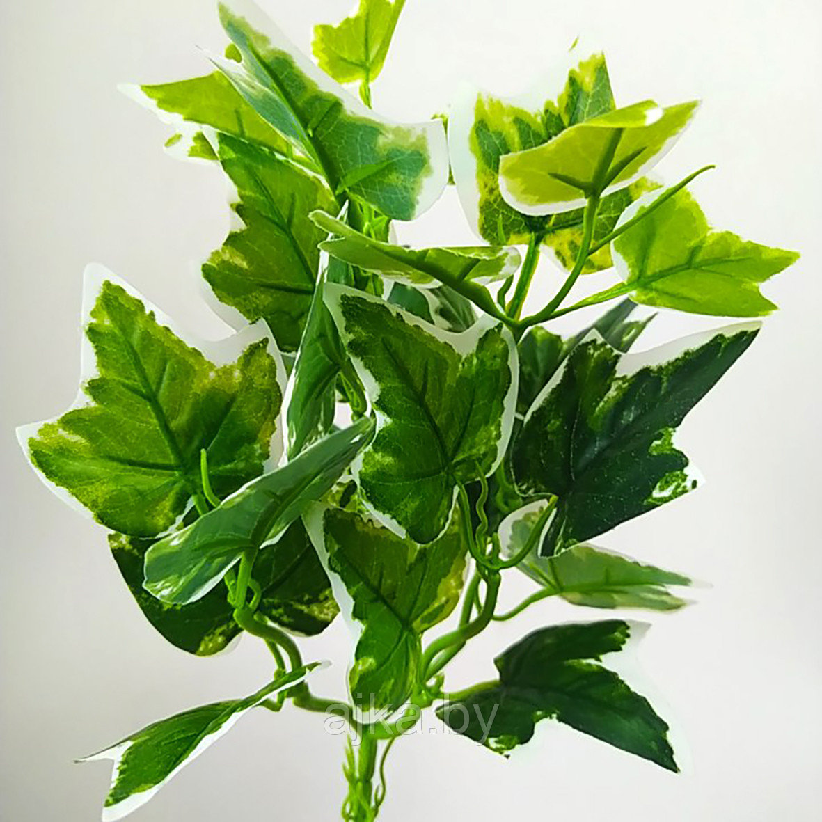 Куст Плющ горшочный 30 см, зеленый с белым краем - фото 1 - id-p224441177
