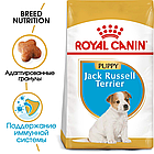 Сухой корм Royal Canin Jack Russell Terrier Puppy для щенков породы Джек Рассел терьер 500гр., фото 2