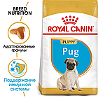 Сухой корм Royal Canin Pug Puppy  для щенков породы мопс в возрасте до 10 месяцев 1,5кг., фото 2