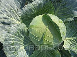 Семена капусты б/к "Бригадир" F1 20шт Clause Франция
