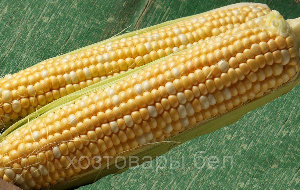 Семена кукурузы "Камберленд" F1 20шт EliSEM Treat Foil Франция - фото 1 - id-p224444065