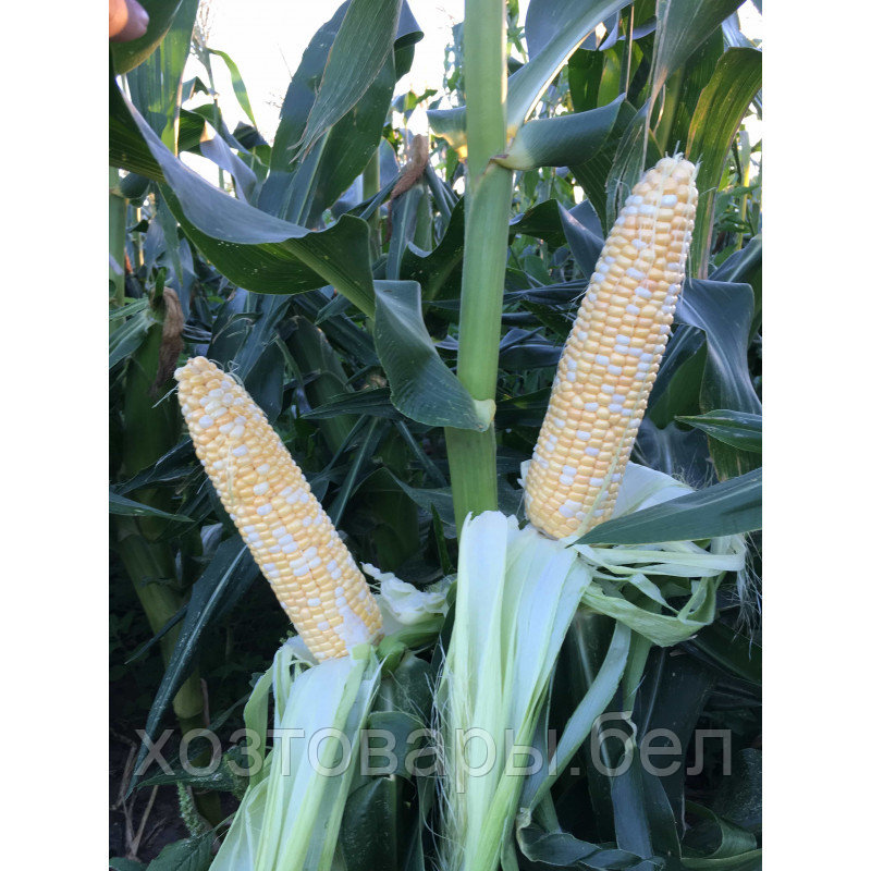 Семена кукурузы "Камберленд" F1 20шт EliSEM Treat Foil Франция - фото 2 - id-p224444065