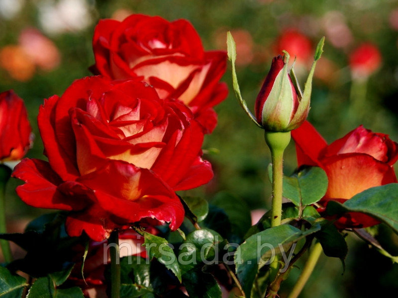 Роза (чайно-гибридная) Биколетте (Bicolette) - фото 1 - id-p224441307