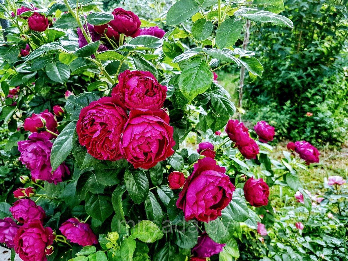 Роза штамбовая (чайно-гибридная) Аскот (Askot) - фото 1 - id-p224450017