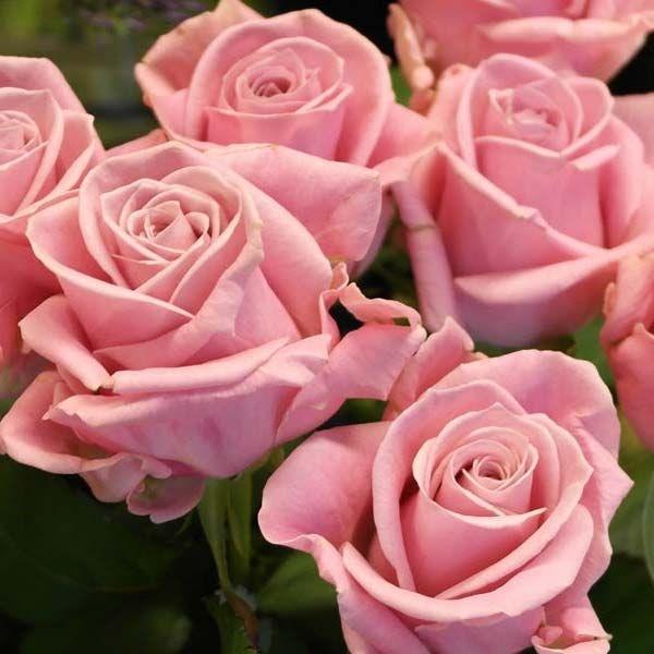 Розы саженцы чайно-гибридная Keano - фото 1 - id-p224438157