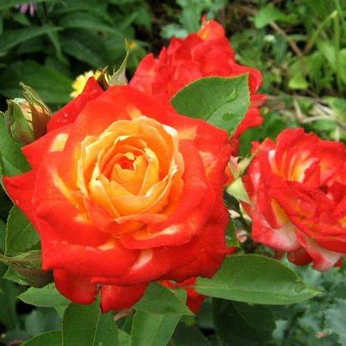Розы саженцы флорибунда Pigalle 85 - фото 1 - id-p224438152
