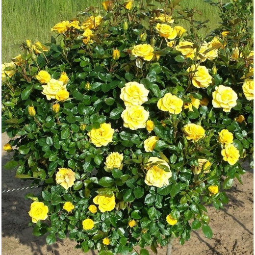 Розы саженцы флорибунда Flower Power Gold - фото 1 - id-p224438149