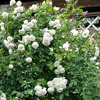 Розы саженцы плетистая Uetersener Klosterrose