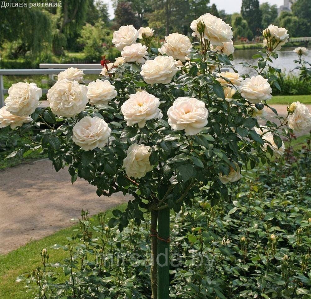 Роза штамбовая (английская) Крокус роуз (Crocus Rose)
