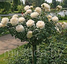 Роза штамбовая (английская) Крокус роуз (Crocus Rose)
