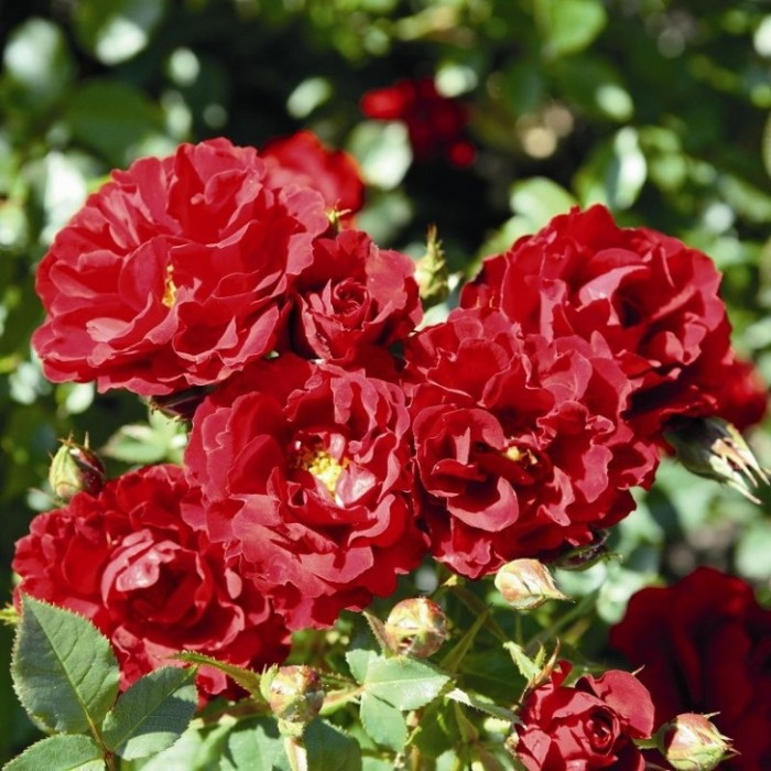 Розы саженцы миниатюрная Zwergkoing - фото 1 - id-p224438144