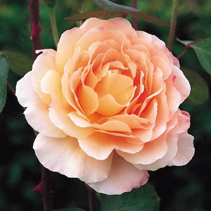 Розы саженцы английская Tamora - фото 1 - id-p224438140