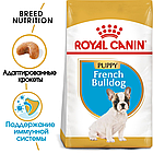 Сухой корм Royal Canin French Bulldog Puppy для щенков породы Французский бульдог 3кг., фото 2
