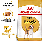Сухой корм Royal Canin Beagle Adult  для взрослых и стареющих собак породы бигль 3кг., фото 2