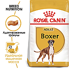 Сухой корм Royal Canin Boxer Adult для взрослых и стареющих собак породы боксер 12кг., фото 2