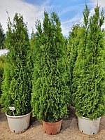 Туя западная Смарагд (Thuja occidentalis Smaragd) С35 выс. 200-210см (люкс)