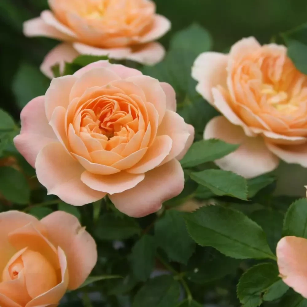 Розы саженцы флорибунда Sweet Dream - фото 1 - id-p224438132