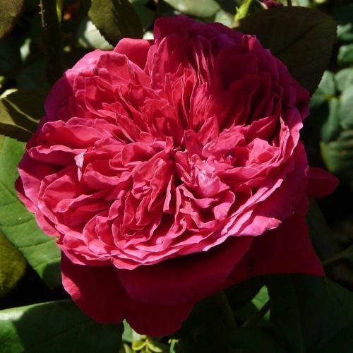 Розы саженцы чайно-гибр Alain Souchon - фото 1 - id-p224438133