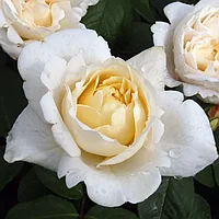 Розы саженцы  английская Tomora