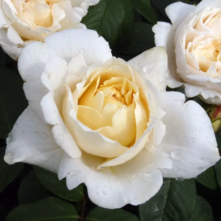 Розы саженцы английская Tomora - фото 1 - id-p224438127