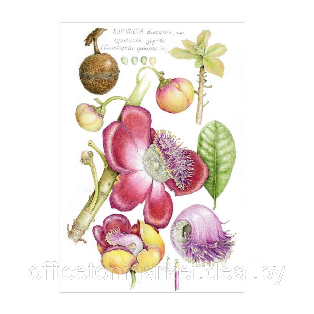 Книга "Ботаническая иллюстрация с удовольствием. Пошаговое руководство по изображению цветов, листьев, плодов - фото 7 - id-p220909793