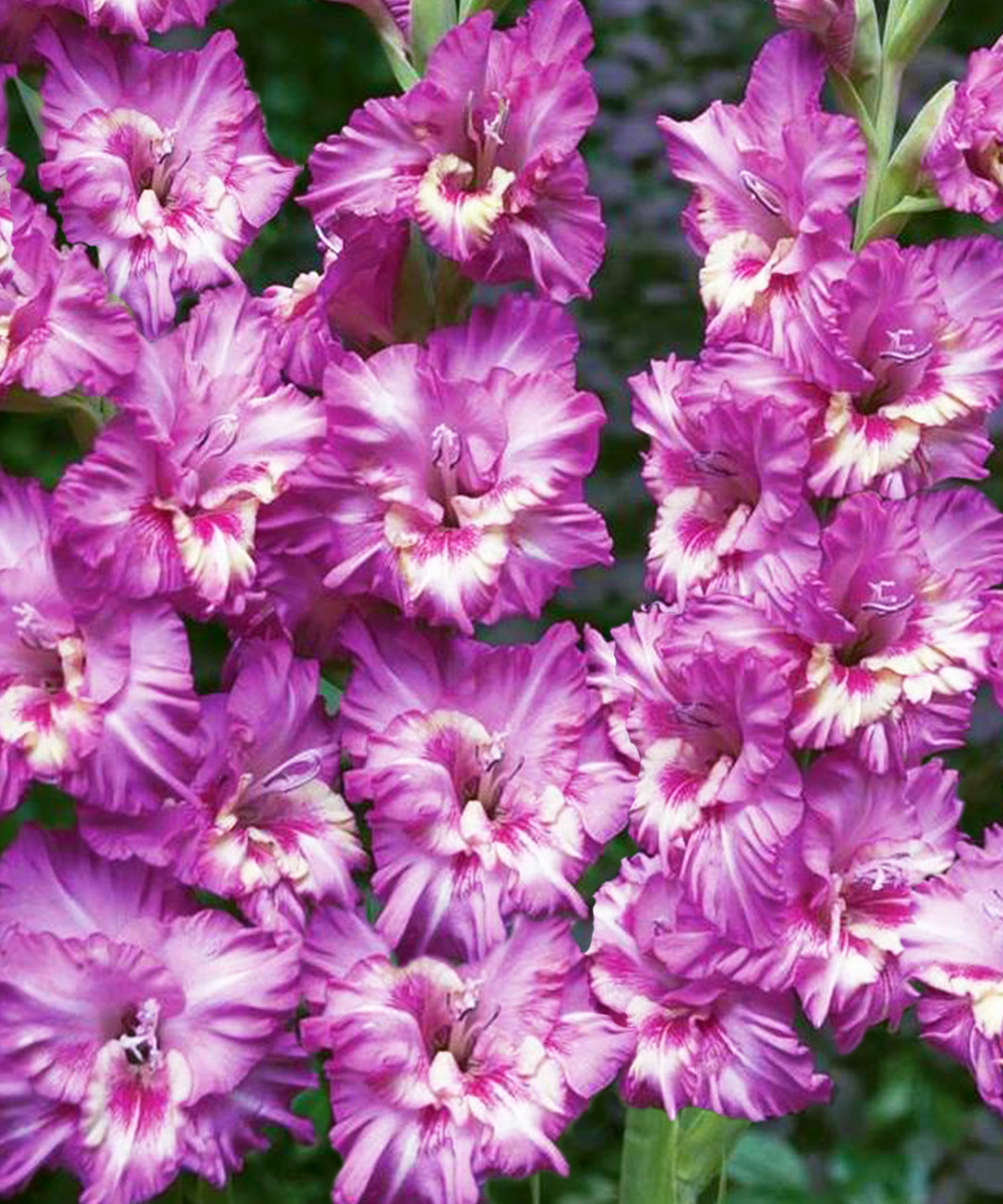 Гладиолус Вувузела 3шт/упак Живой Мир