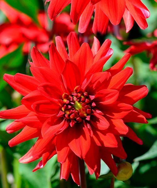 Георгин Ред Пигми бордюрный 1шт/упак Живой Мир