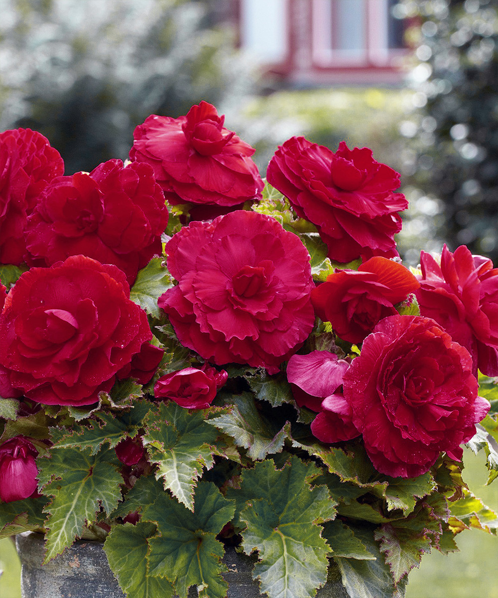 Бегония Дабл Дарк Ред 1шт Живой Мир