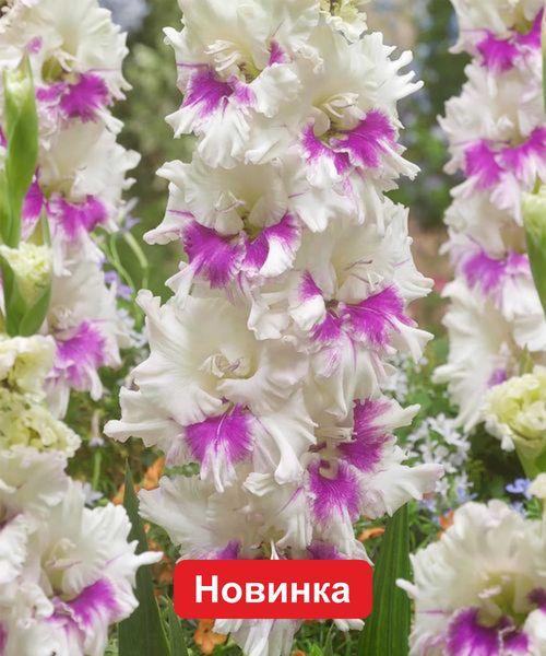 Гладиолус Виолет Харт 3шт/упак Живой Мир