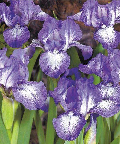 Ирис карликовый Петит Полька 1шт/упак Живой Мир