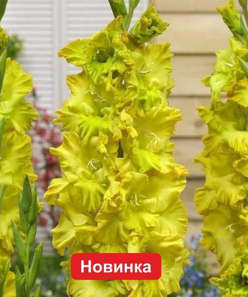 Гладиолус Блитц 3шт/упак Живой Мир