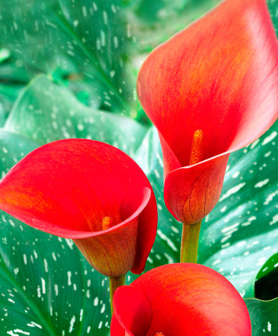 Калла Рэд Альтерт 1шт/упак Живой Мир