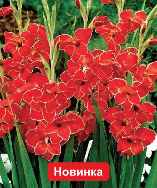 Гладиолус мини Атом 3шт/упак Живой Мир