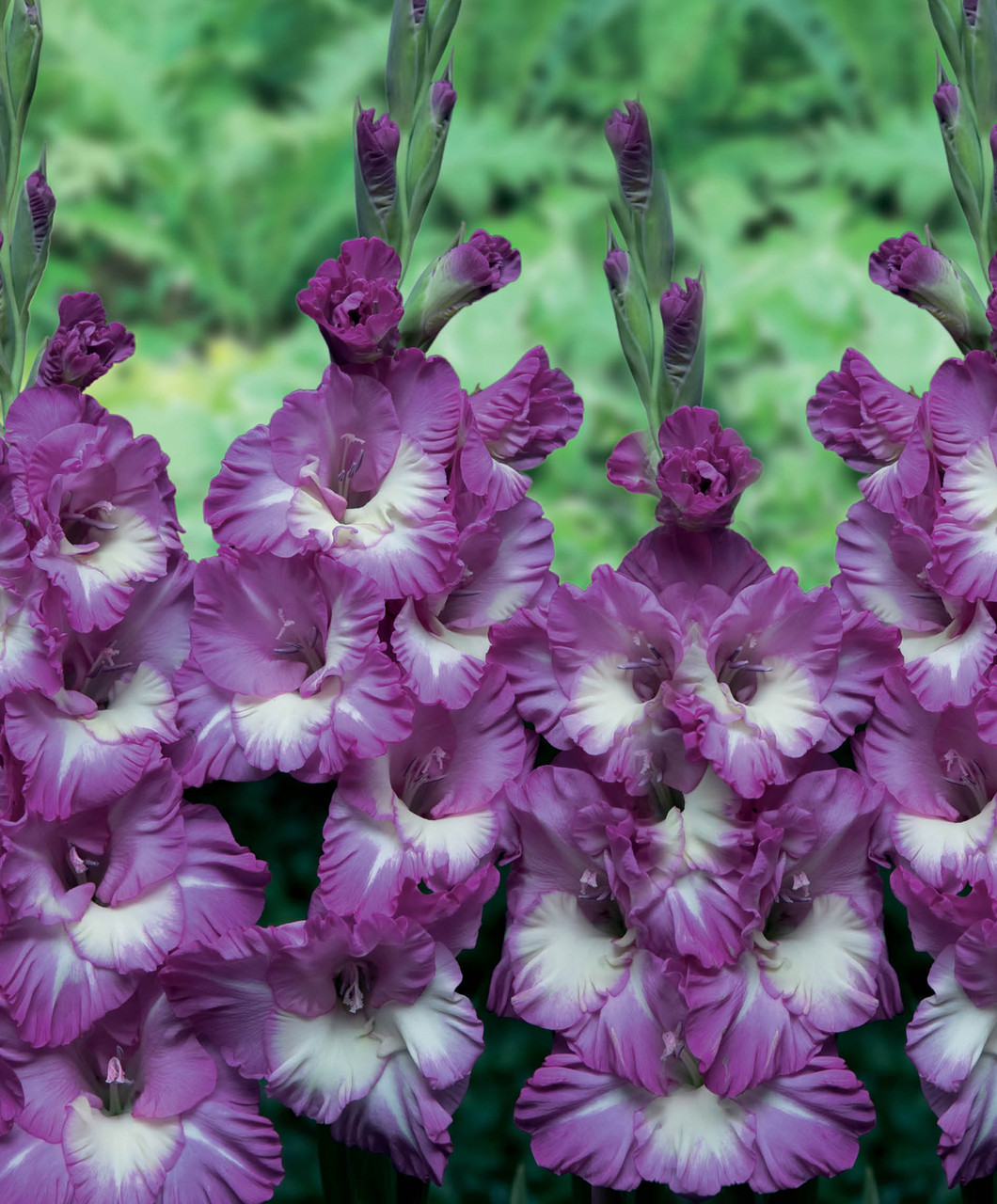 Гладиолус Анук 3шт/упак Живой Мир