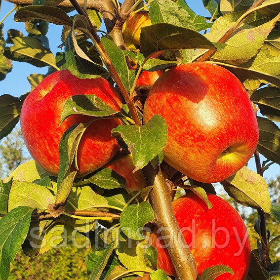 Яблоня зимняя Хани Крисп (Honey Crisp): продажа, цена в Минске. Семена ...
