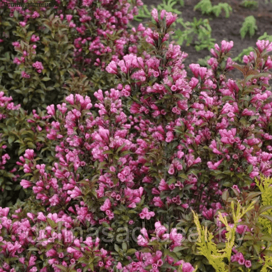 Belgium Plants Van. Вейгела цветущая "Виктория" - фото 1 - id-p115508345